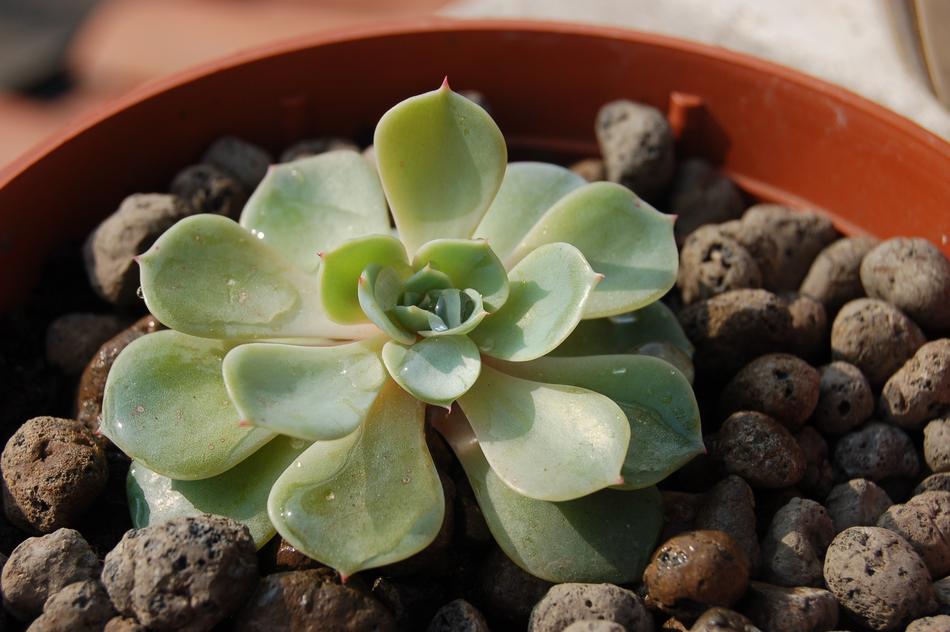 Cactus Suculent