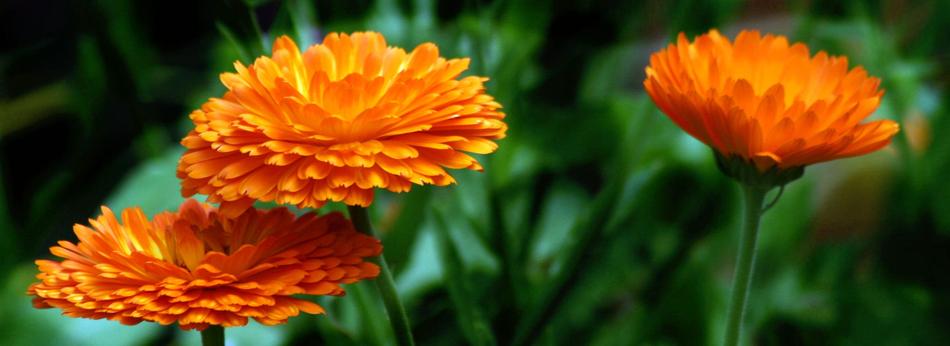 Flower Nature Flora