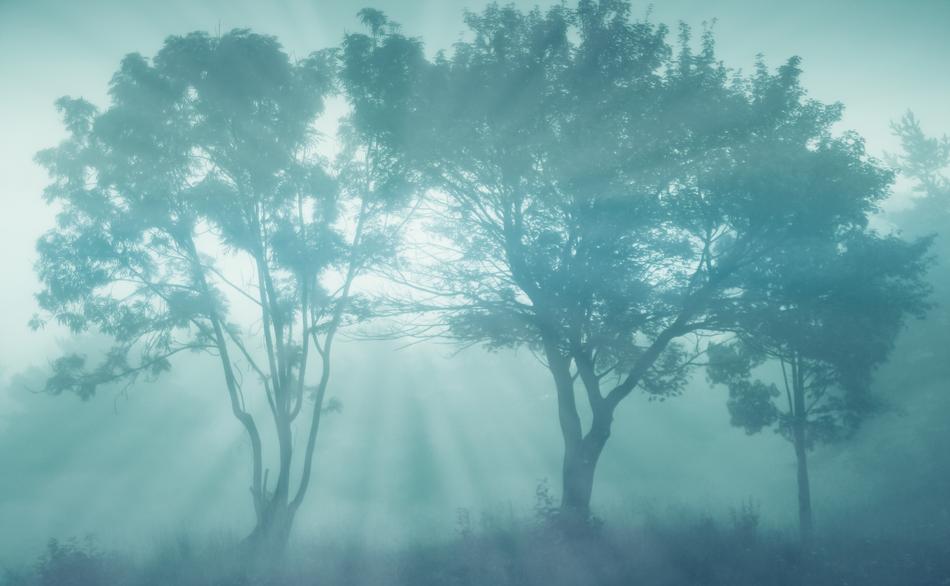 Fog Trees Landscape