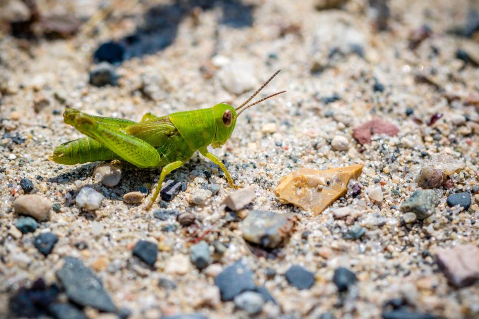 Nature Little Grasshopper