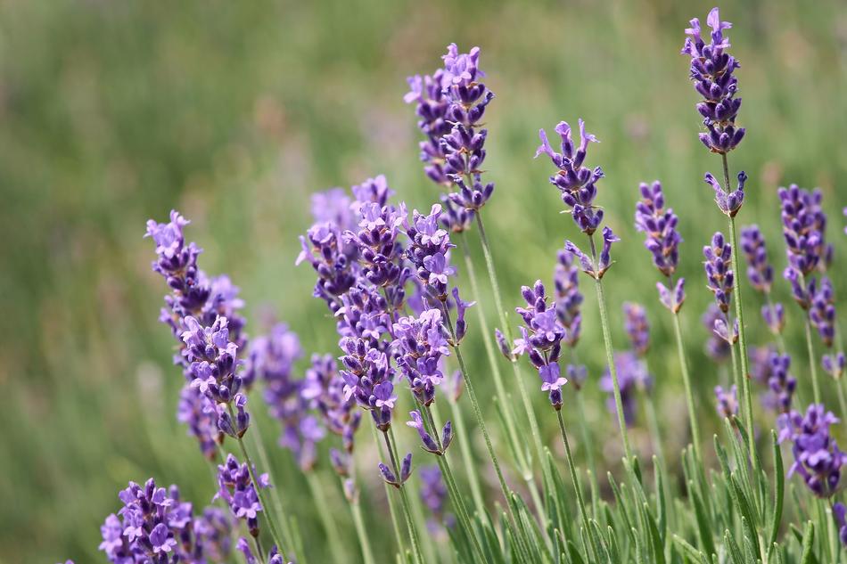 Lavender Violet Close Up