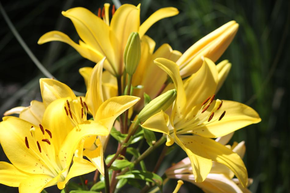 Flower Yellow