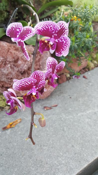 Nature Flower Flora