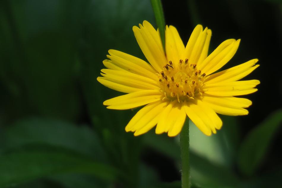 Small Yellow Daisy Plant Flower