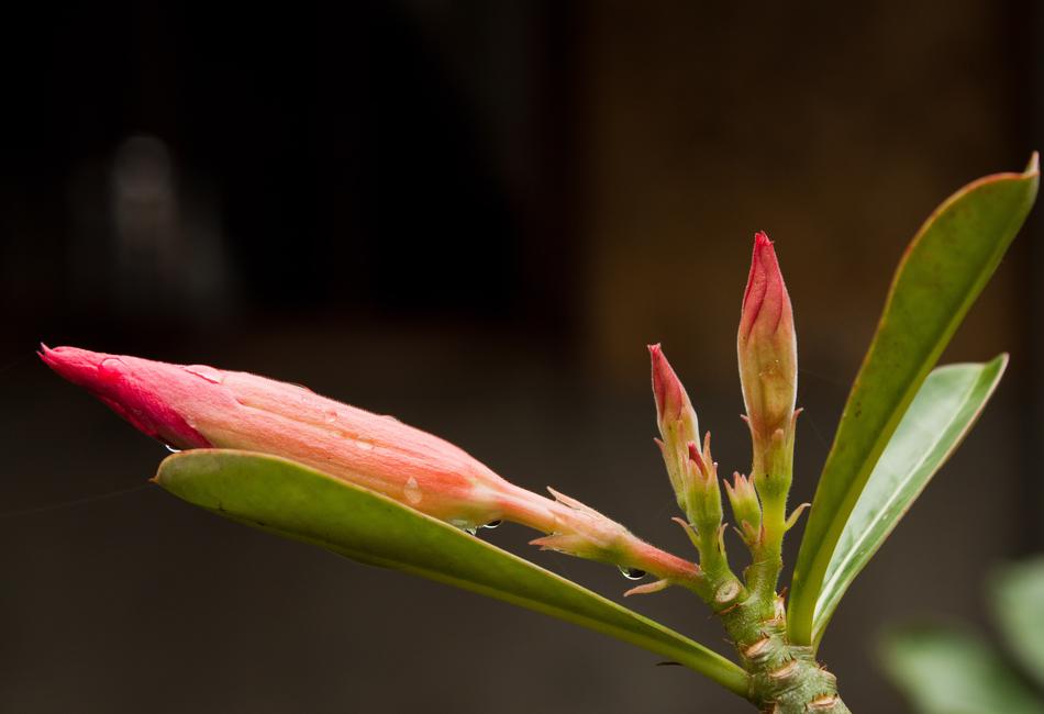Flower Dew Nature
