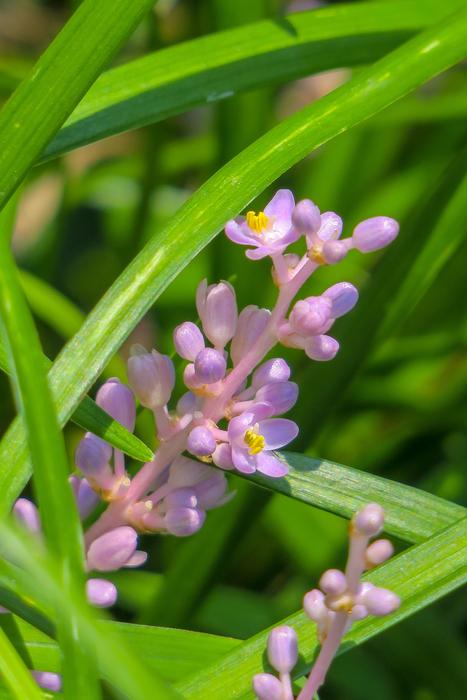 Flower Plant Purple Flowers