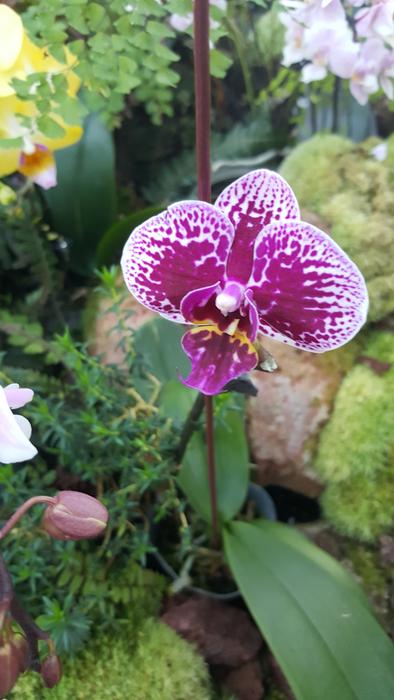 Nature Flora Flower