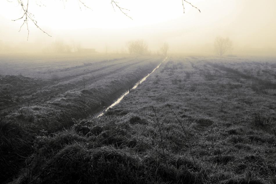 Fog Nature Wide