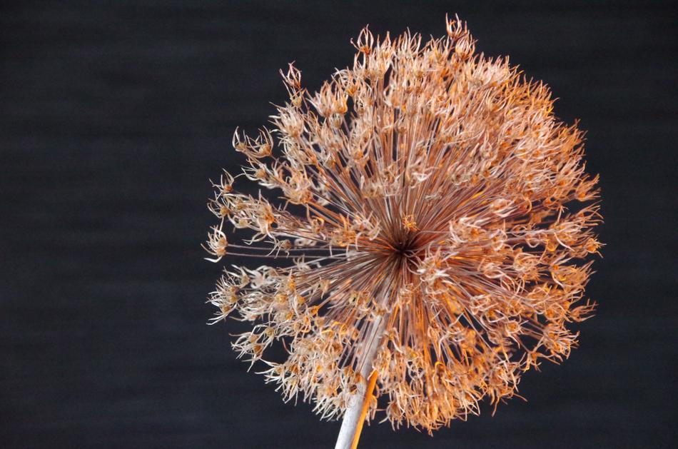 Garlic Flower Dried Closeup