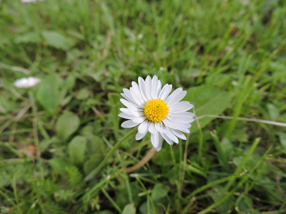 Daisy Nature Flower