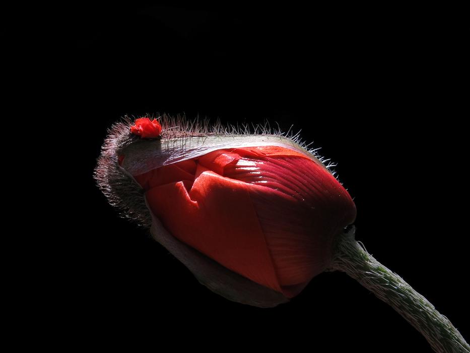Poppy Blossom Bloom