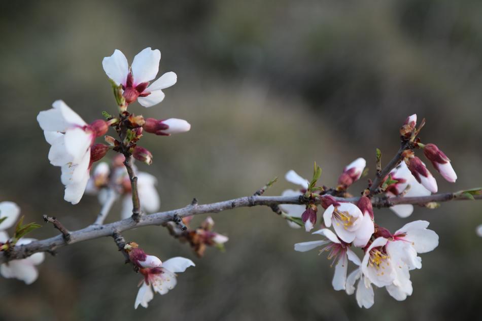 Flower Nature Tree