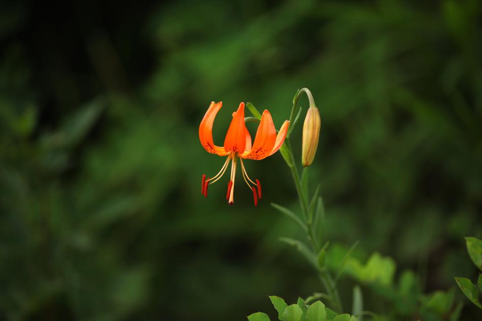 Nature Flowers Plants Yarn Weight