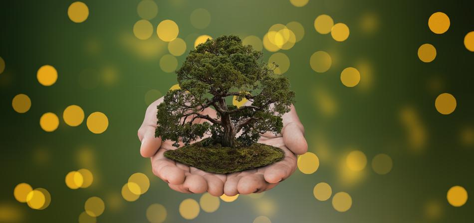 Nature Tree Conservation