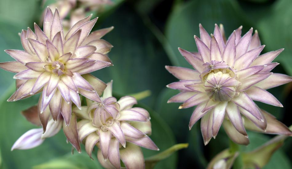 Flower Flora Nature