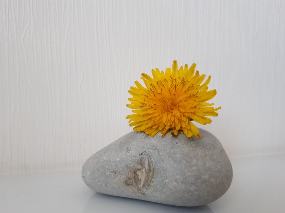 Flower Nature Zen