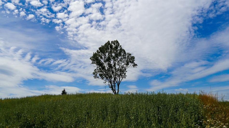 Tree Field Village