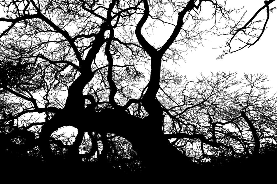 tree nature leafless branches