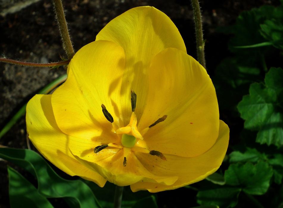 an unusual large flower in the forest