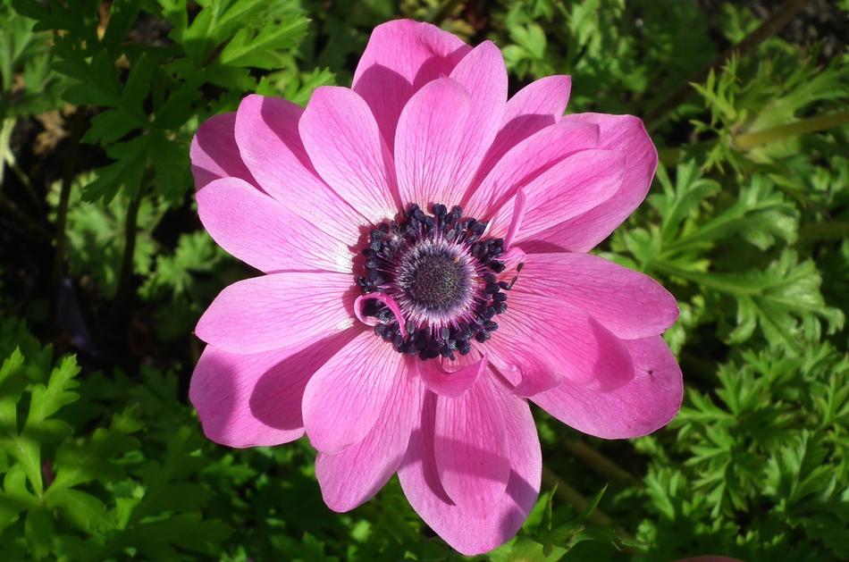 Plant Flower Pink