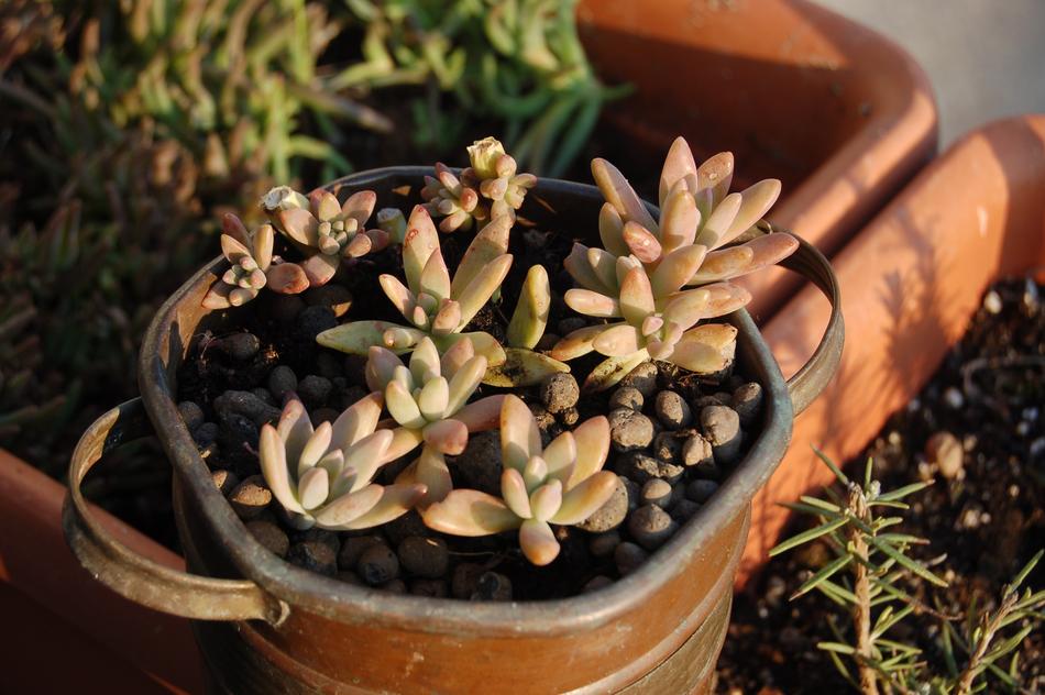 Fat Plants Crassulacea Nature