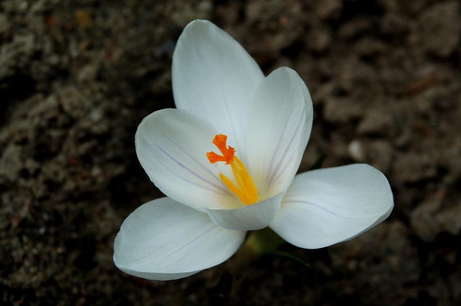 Nature Flower macro blur garden