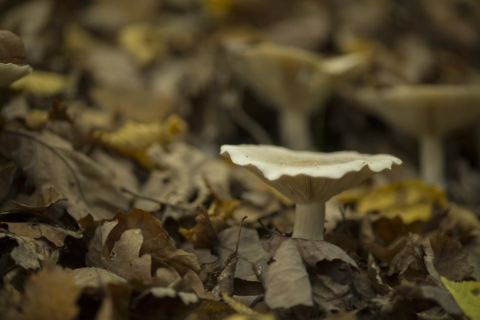 Mushroom Autumn Forest