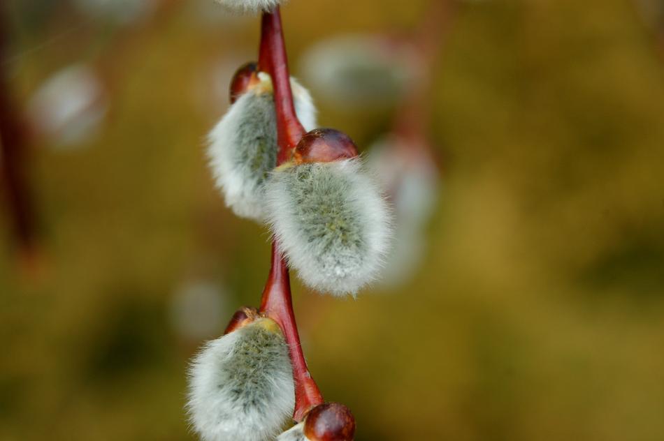 Willow Nature Tree
