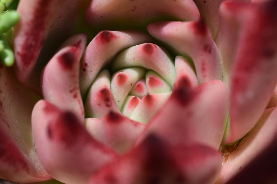 Cactus Flower Pink