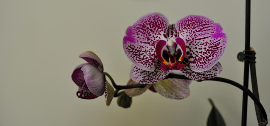 Flower Nature Plant