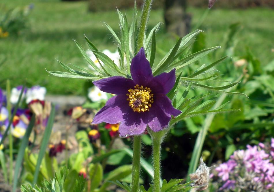Flower Anemone Nature