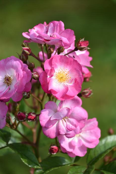 Pink Flower Rosebush