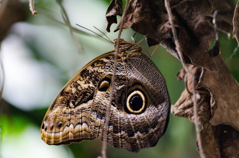Butterfly Nature Insect