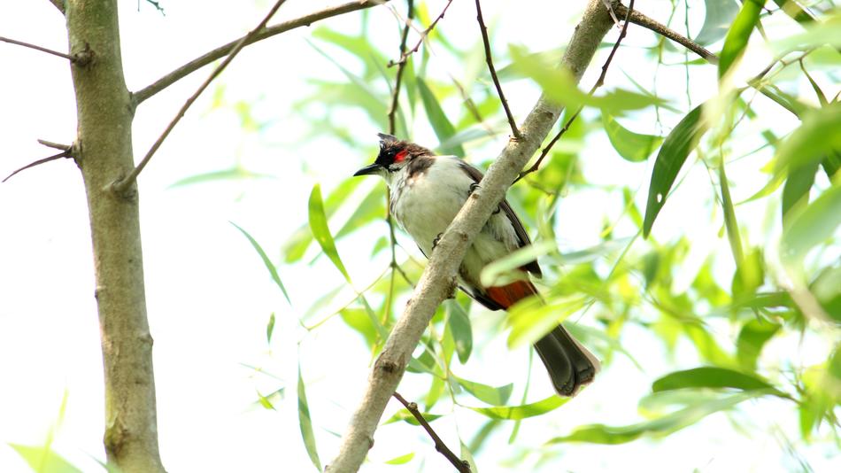 bird on branches leaves
