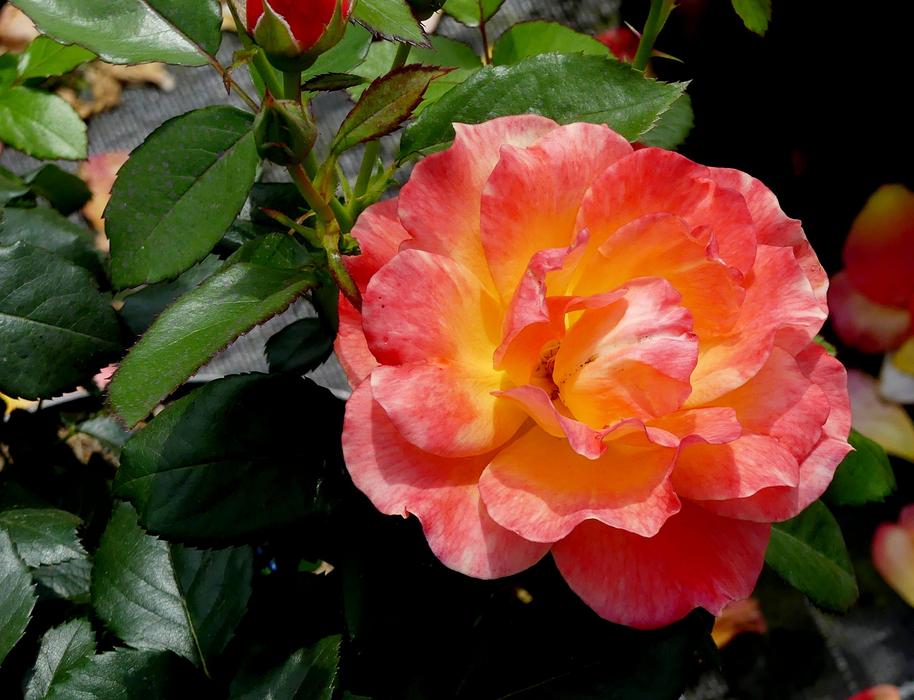 Blossom Bloom Rose Orange
