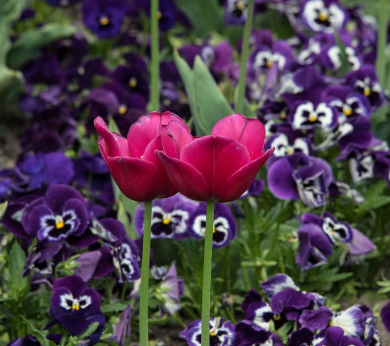 Plant Tulip Flower