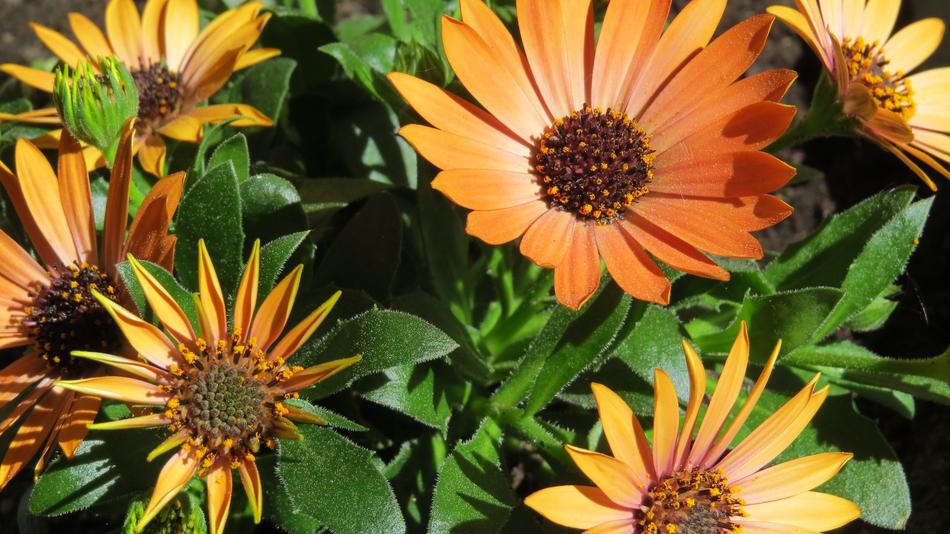 Daisy Flowers macro