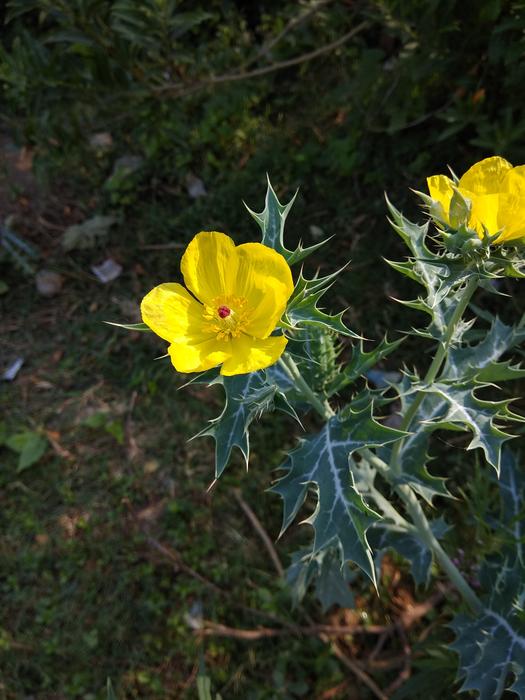 Flora Nature Flower