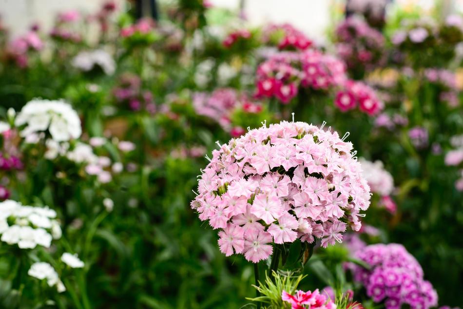 Flower Gardens Pink