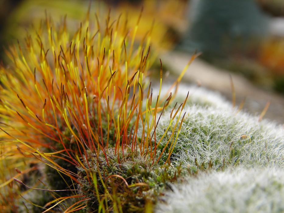 Moss Macro Yellow