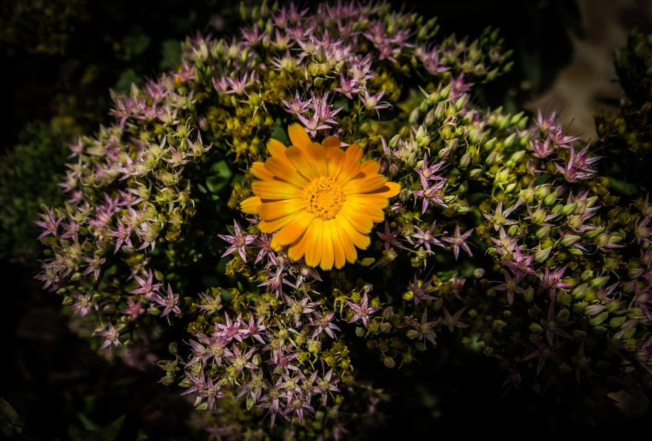 Nature Flower Plant