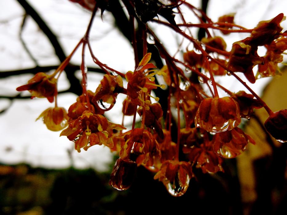 Leaf Tree Branch