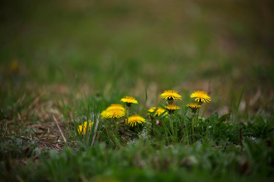 Nature Plants Grass