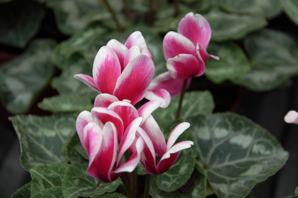 Nature Flora Flower