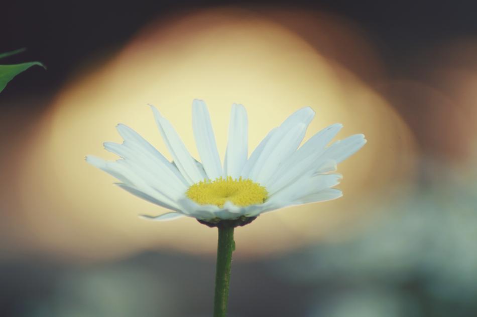Nature Flora Desktop