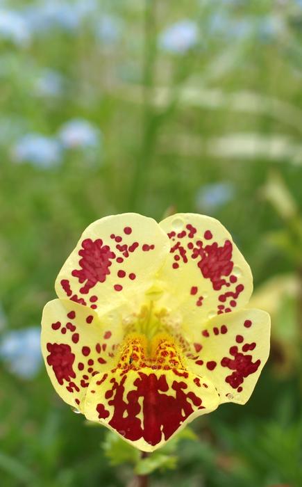 Nature Flora Flower