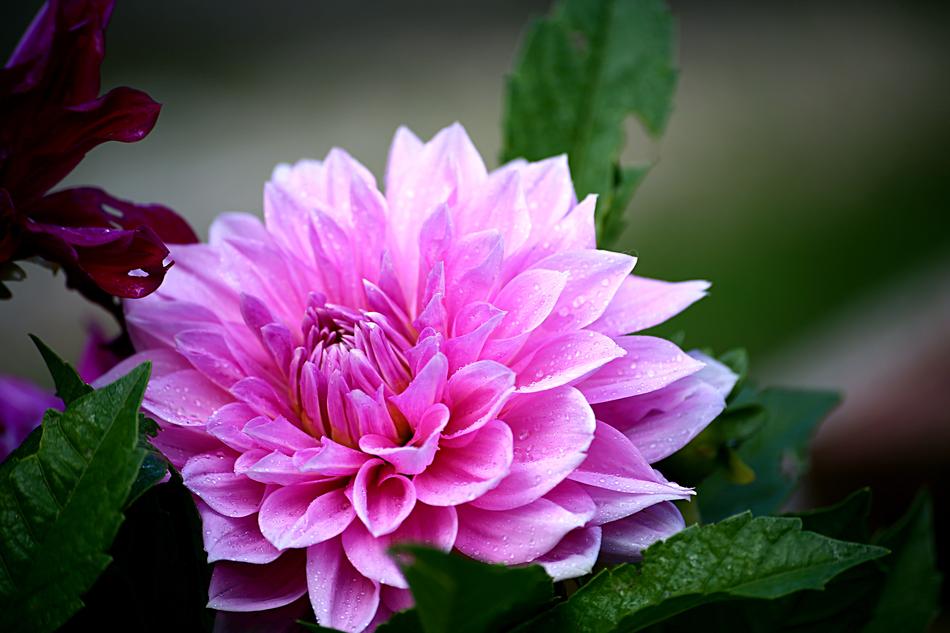 Flower Plant Nature