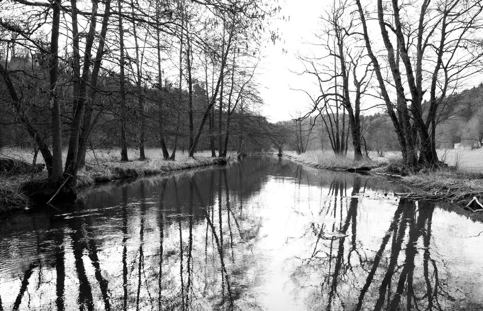 Reflection Waters Tree