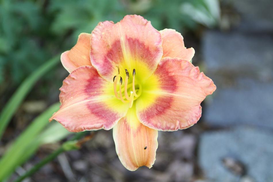 Nature Flower Plant
