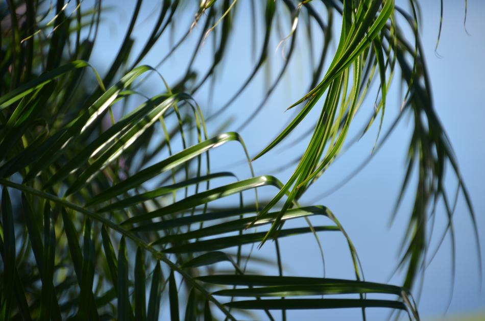 Palm Nature Tree